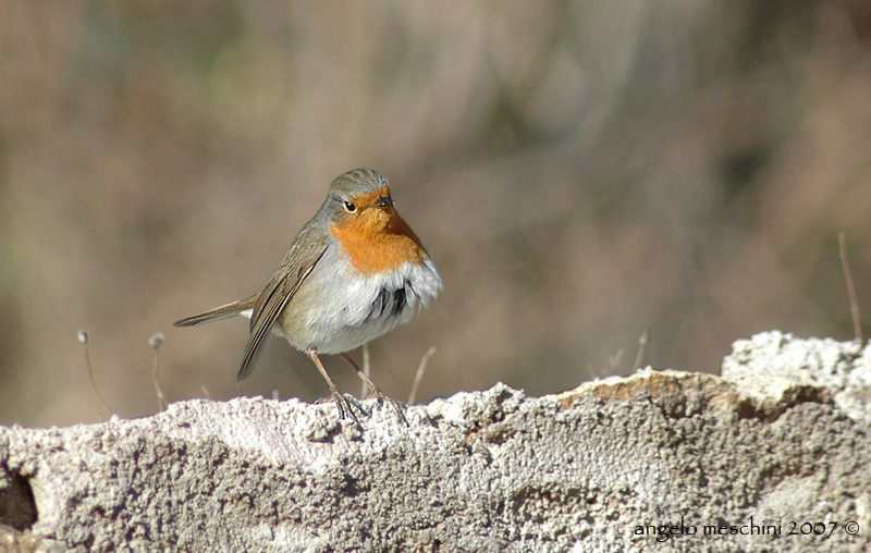 Pettirosso. Un ritratto.